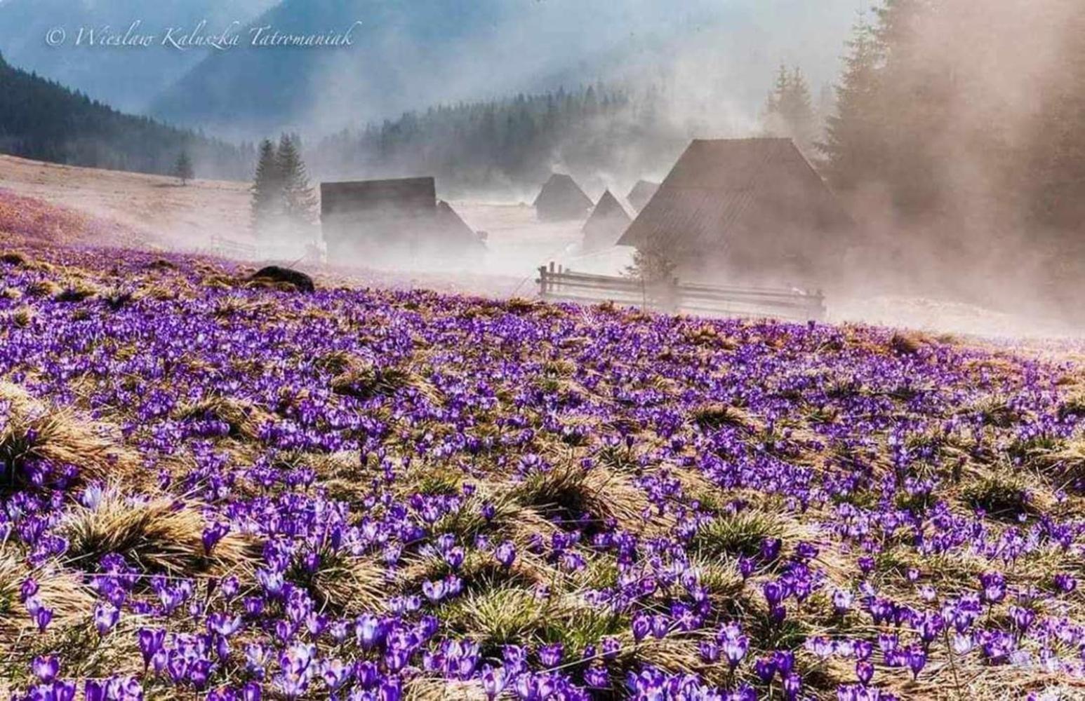 Willa Danielka ซาโกปาเน ภายนอก รูปภาพ